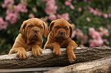 DOGUE DE BORDEAUX 331